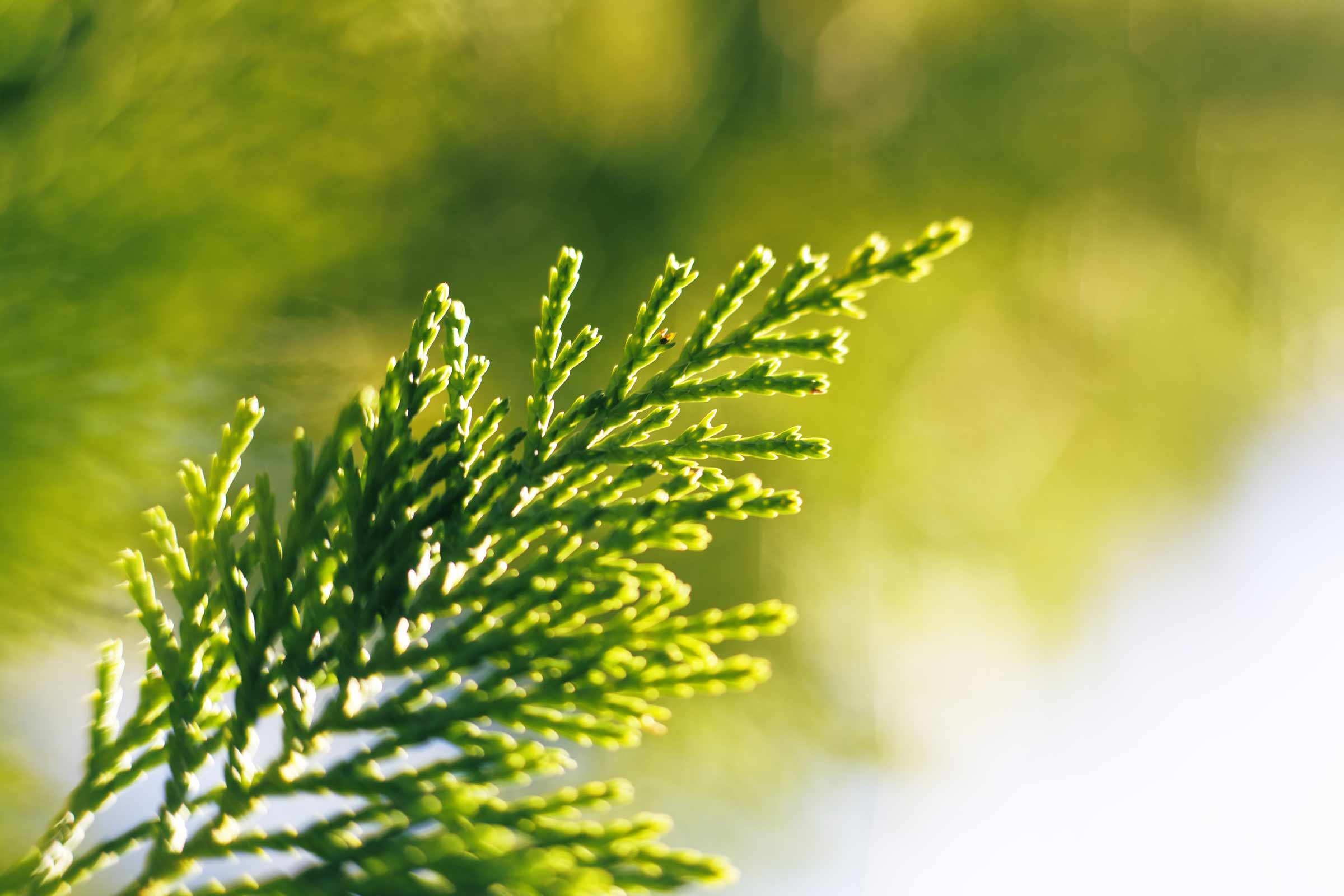 photo of a plant in the woods